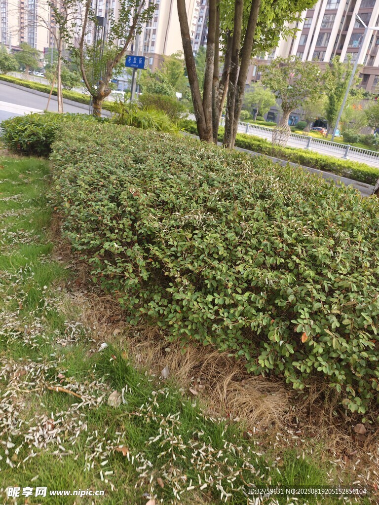 城市绿化带中的绿植景观