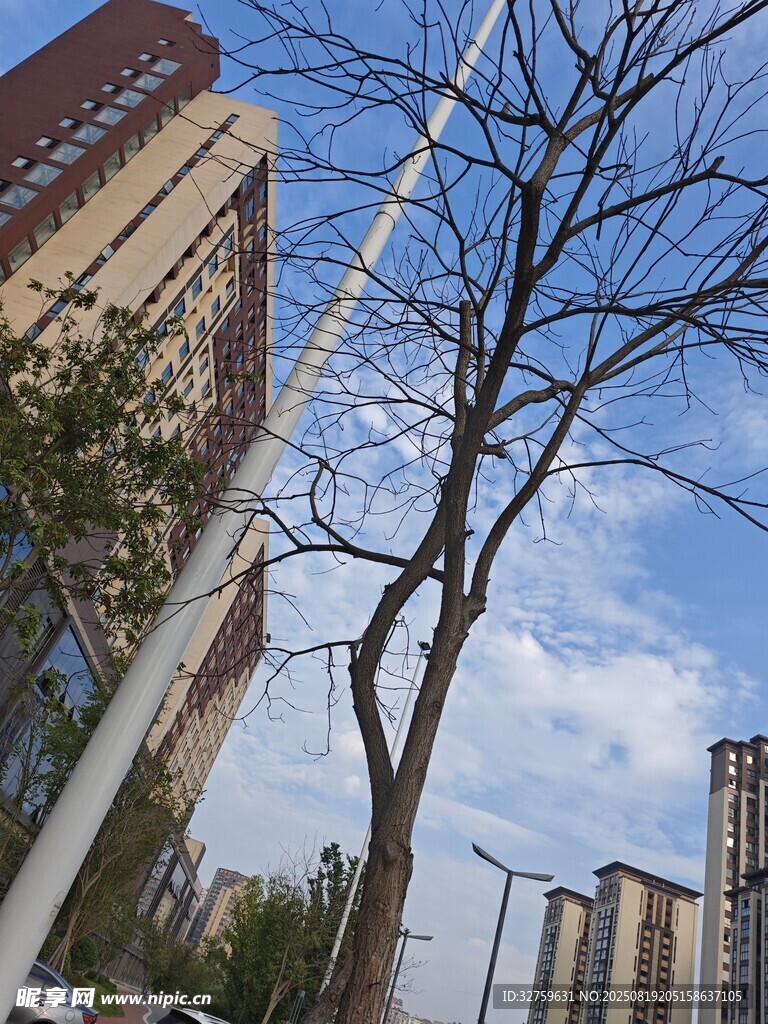 城市中光秃树枝与高楼景象