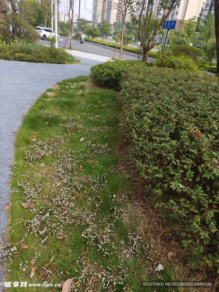 路边绿意盎然的植被景观