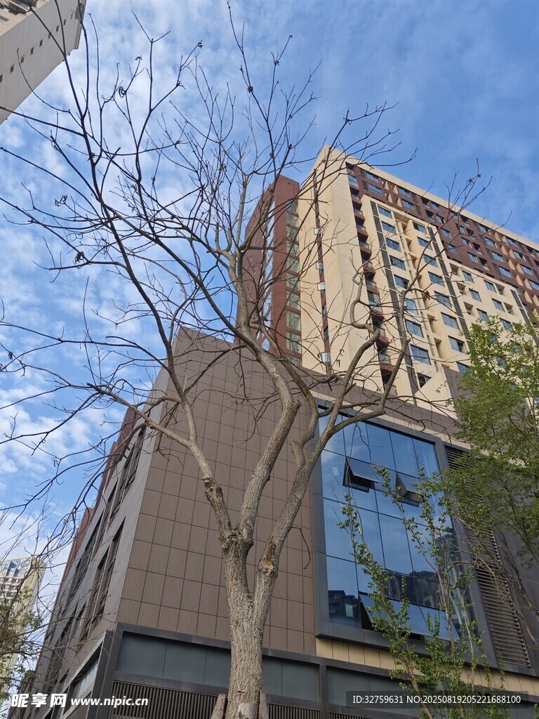 城市高楼旁光秃树木景观