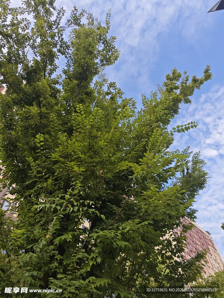 蓝天绿树生机勃勃景象