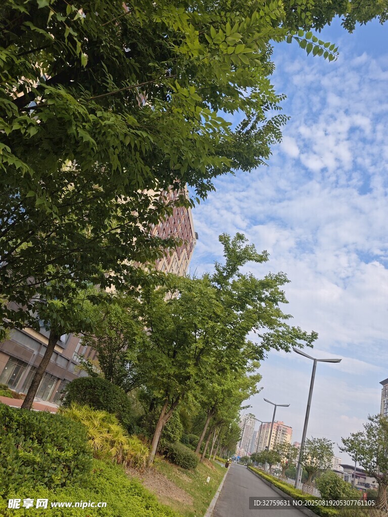 绿树成荫的清新道路