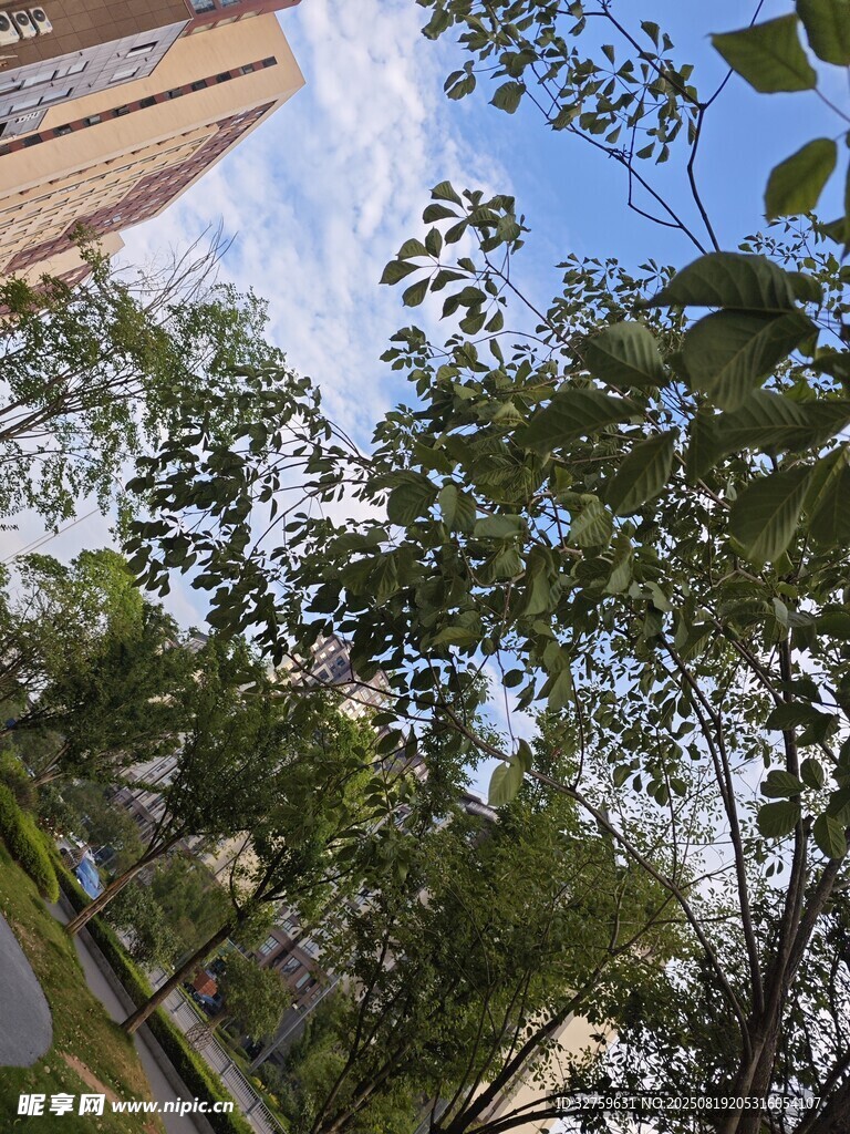 城市中葱郁的绿树景观