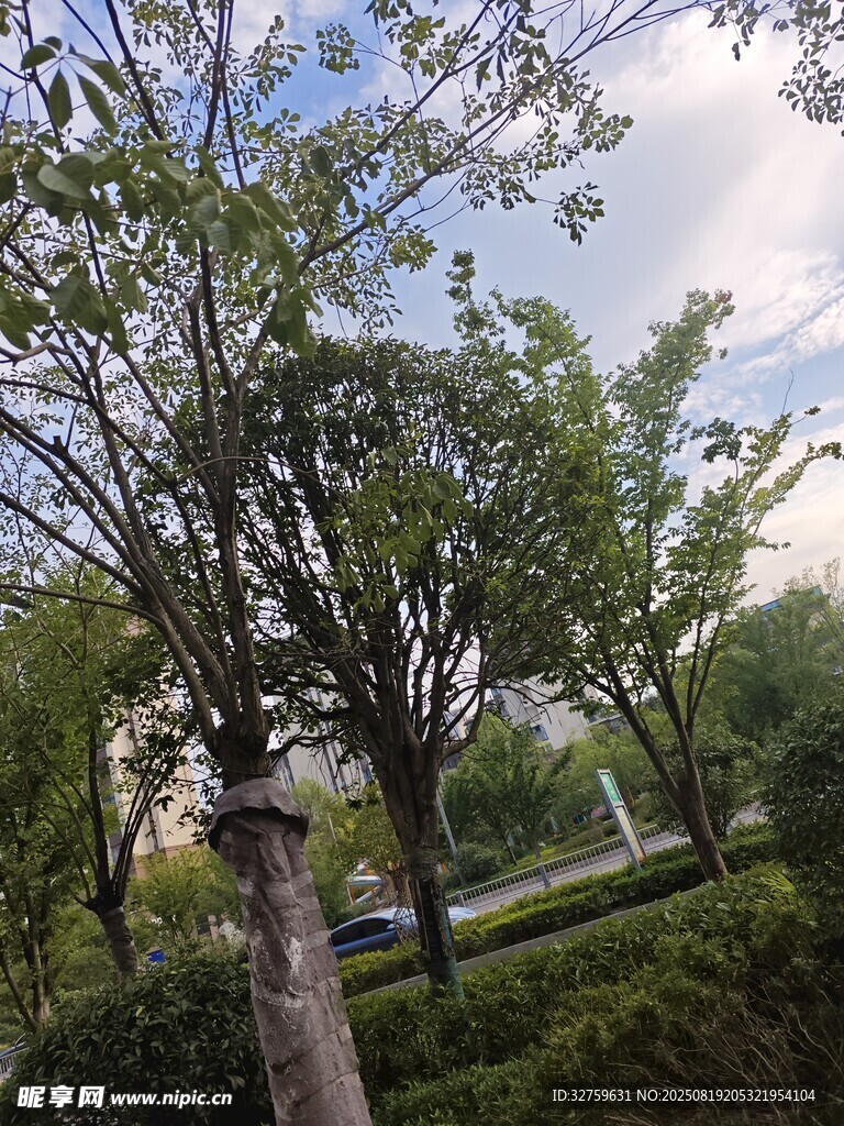 户外绿树成荫的清新景致
