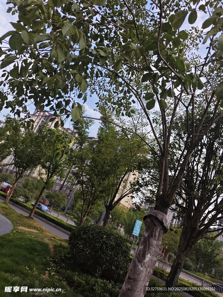 绿树成荫的户外休闲场景