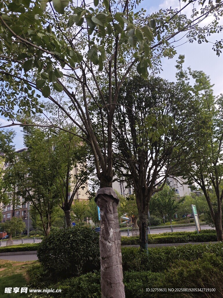 城市中的绿树景观