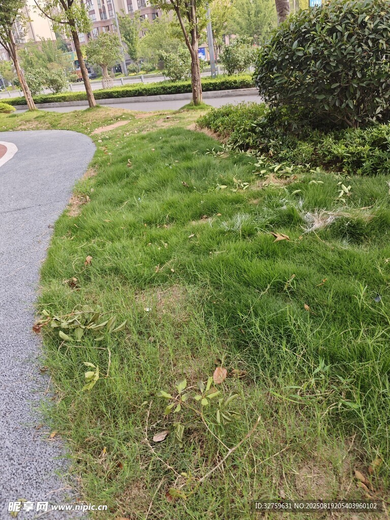 路边翠绿草地与蜿蜒小路