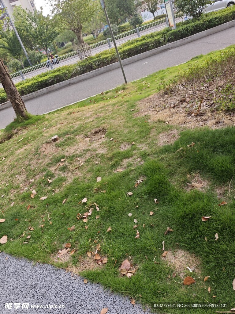 路边草地景象