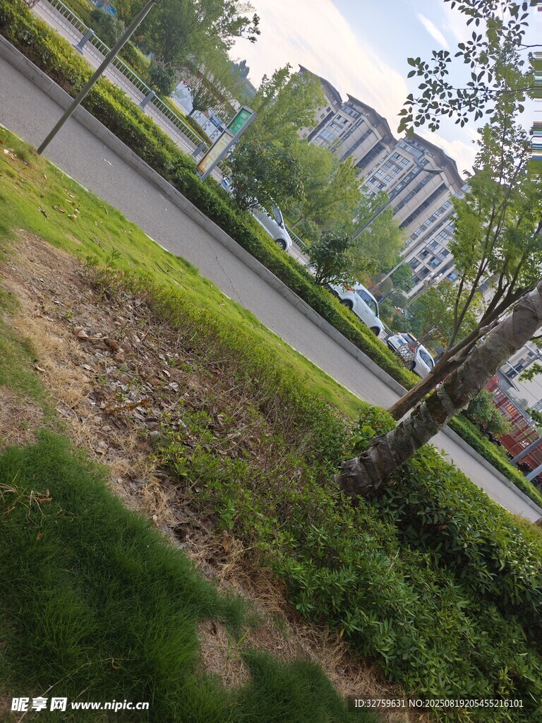 城市街边绿植景观