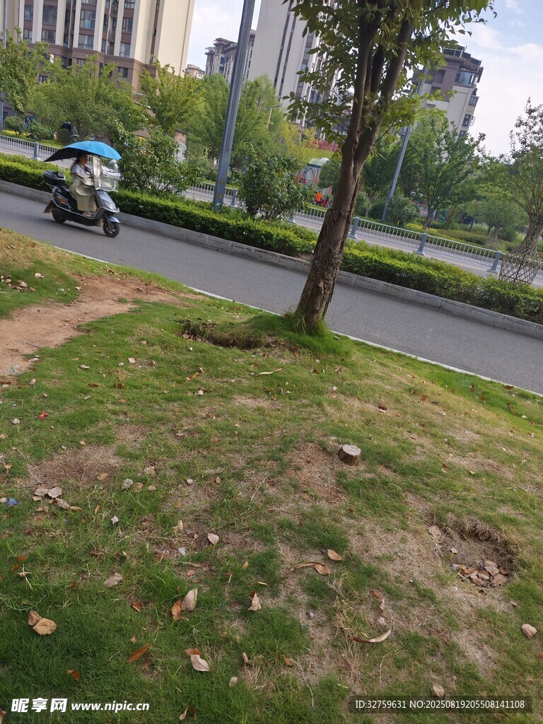 路边草地与行驶车辆