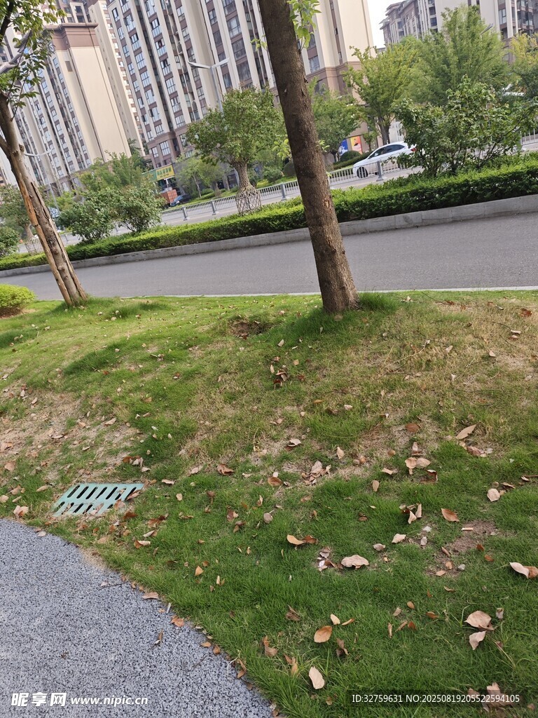 城市路边草地与树木景观