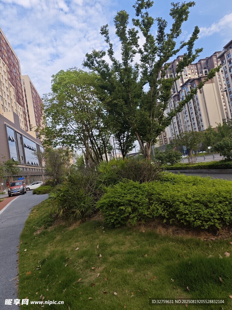 城市街边绿意盎然景观