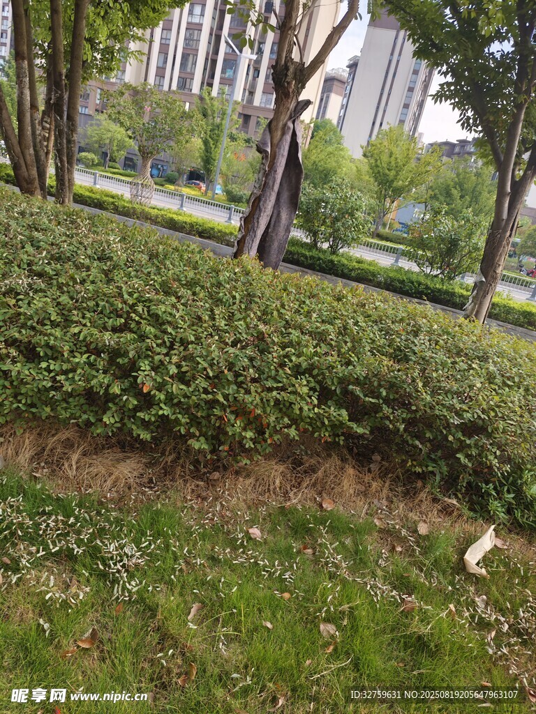 城市绿化带中的绿植景观