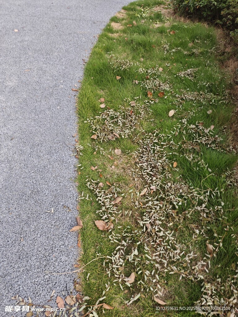 路边草地景象