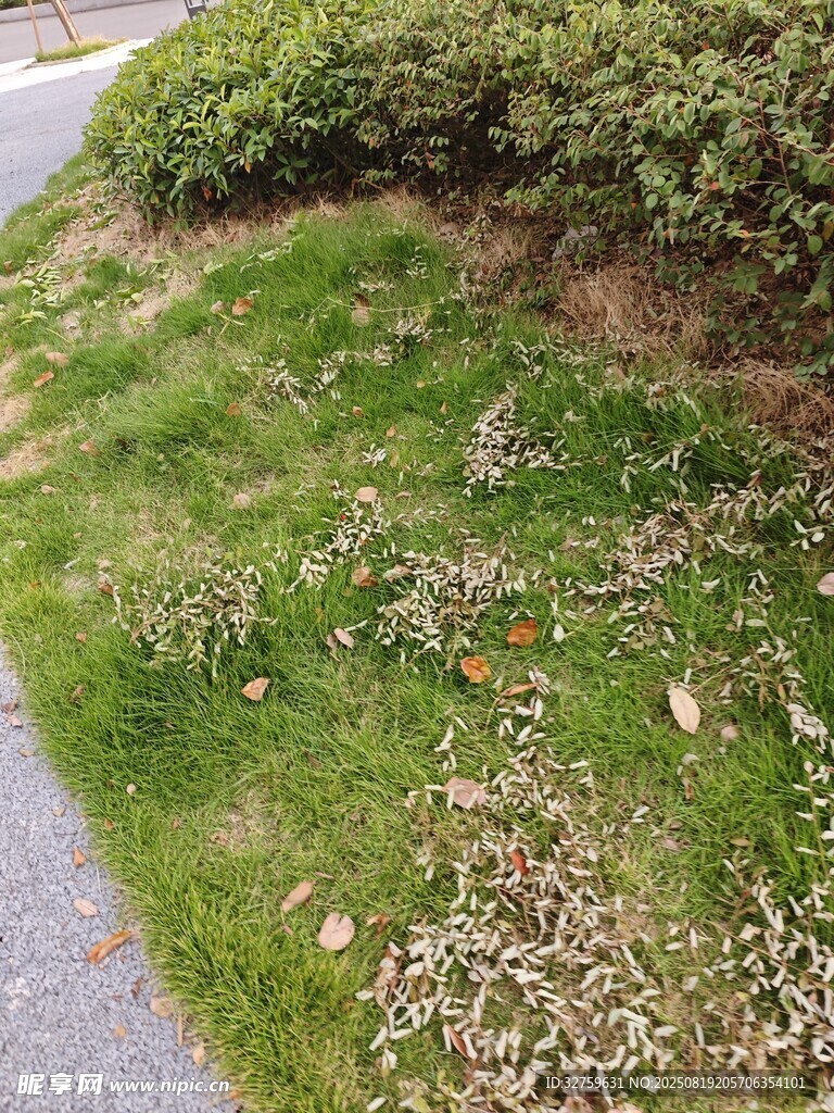 路边绿意盎然的草地