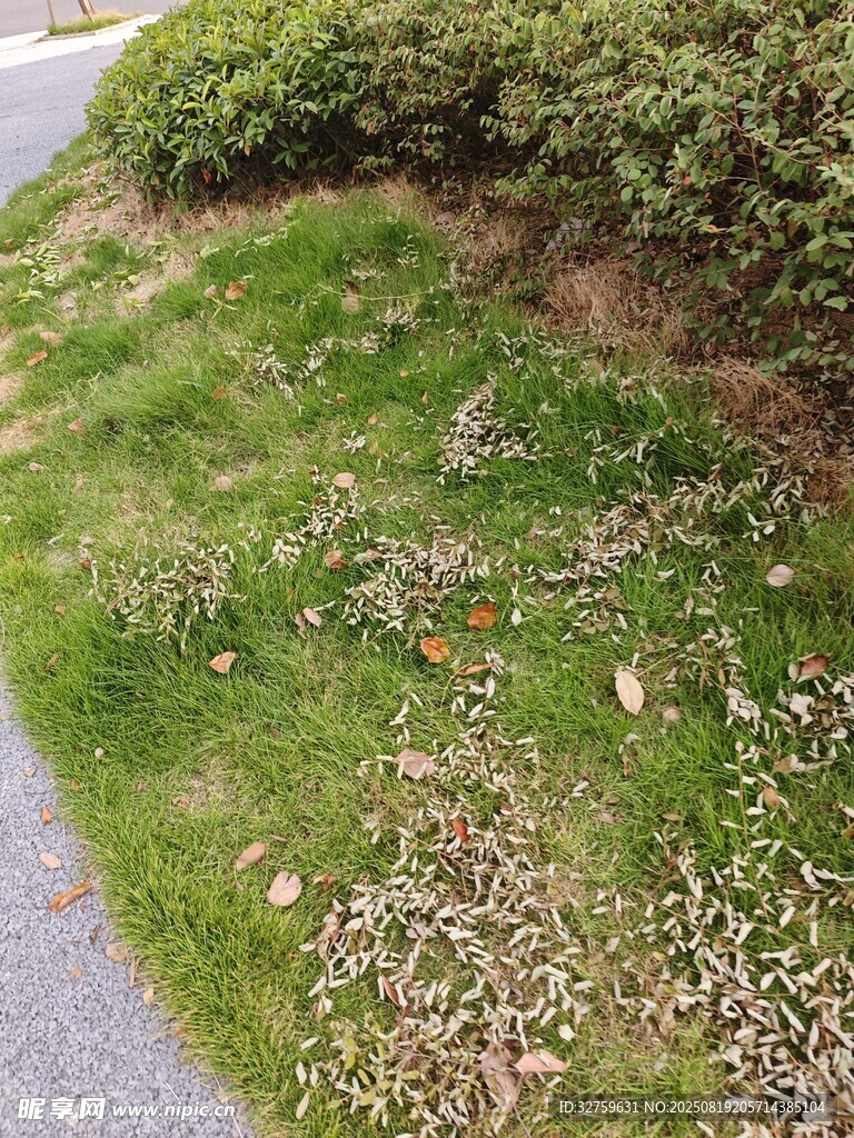 路边绿草与零星小花