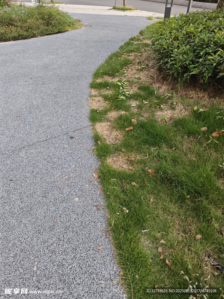 蜿蜒小路旁的绿植景观