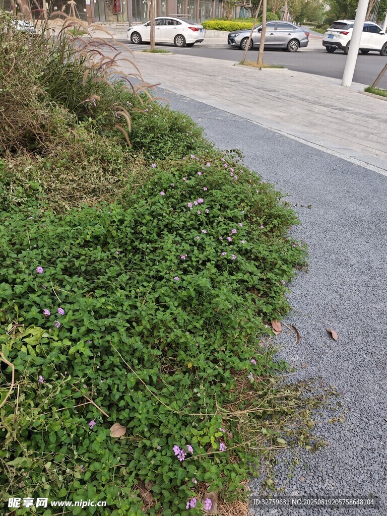 路边茂盛的绿色植被