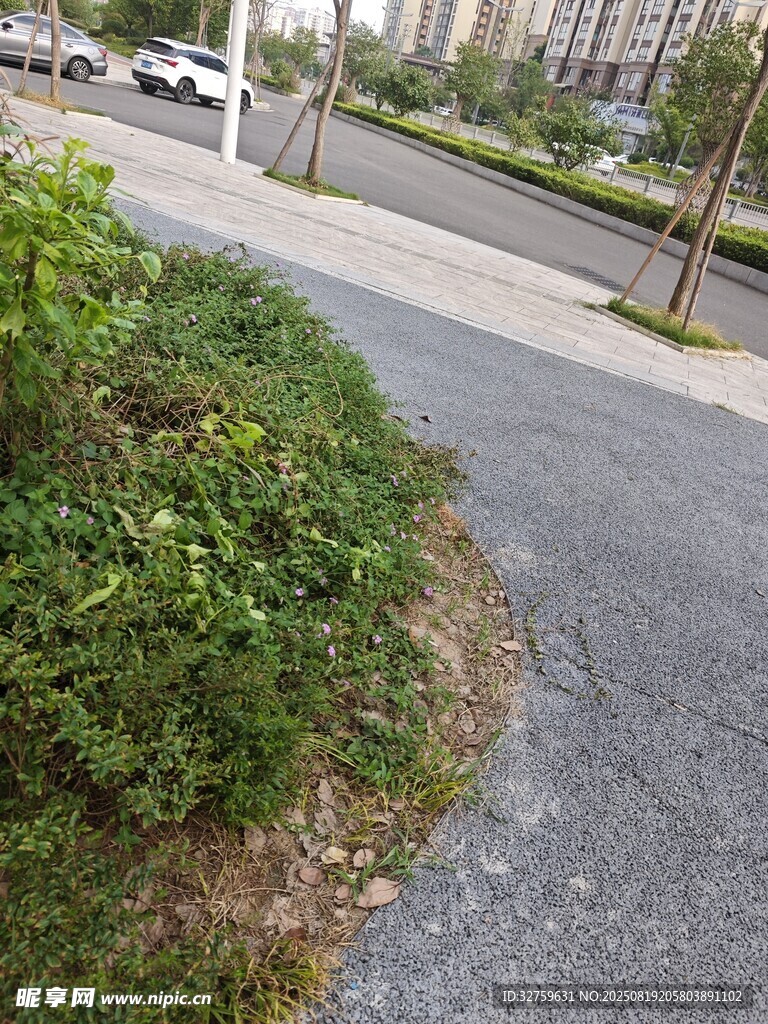 路边绿植与蜿蜒小路