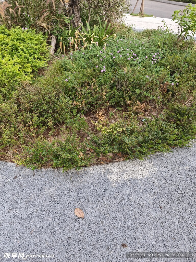 路边绿植景观