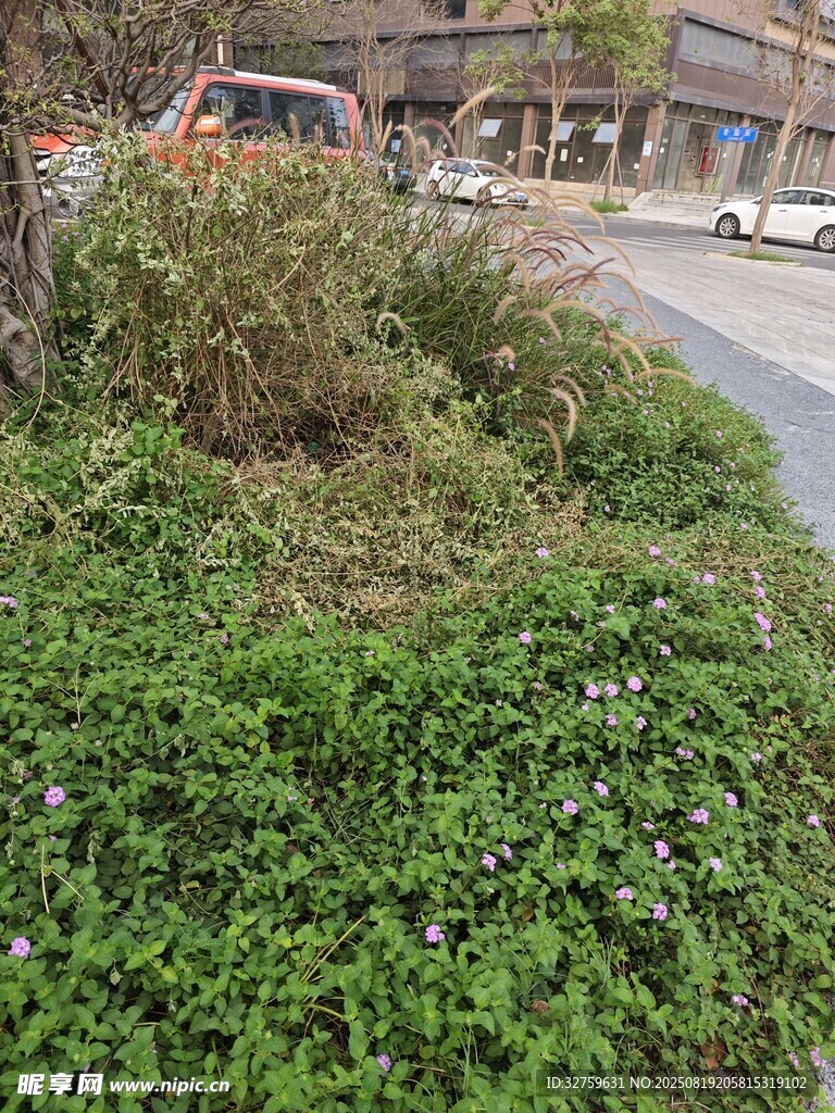 路边繁茂绿植景观