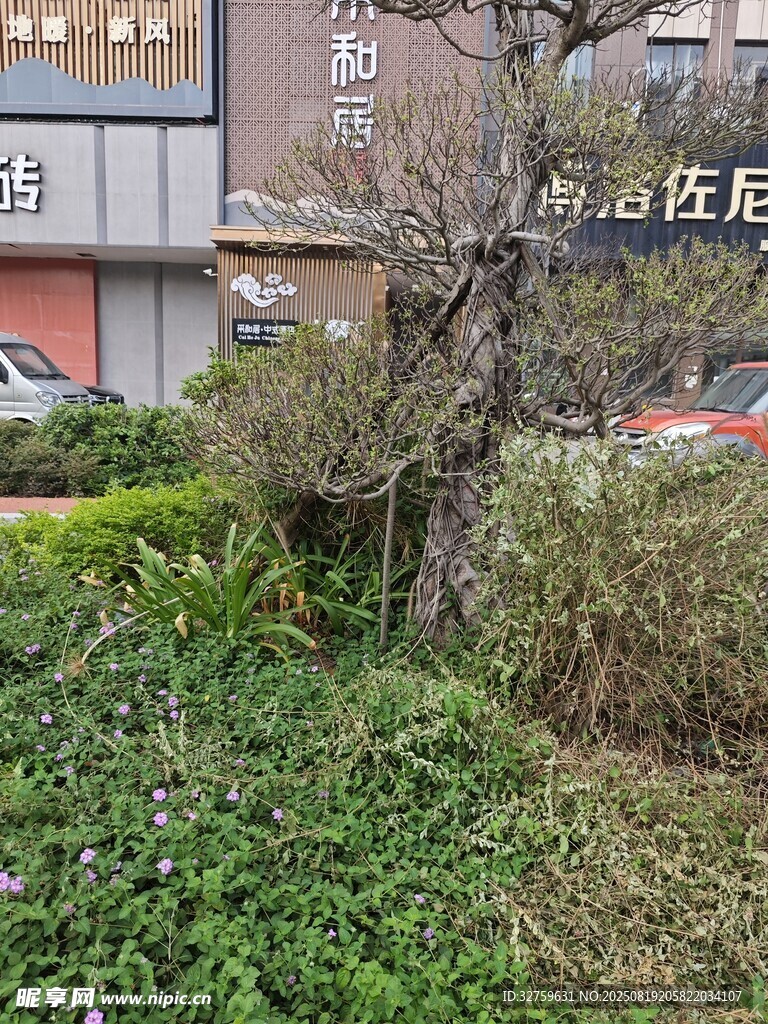 城市街边绿植与树木景观