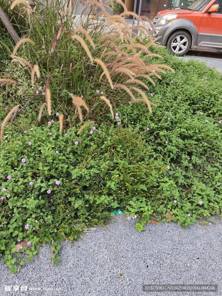 路边绿植景观