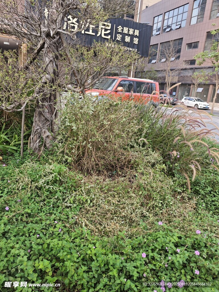街边杂乱绿植与倒下树木
