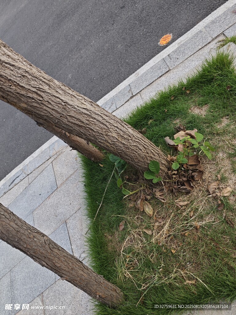 路边树干旁的嫩绿小草