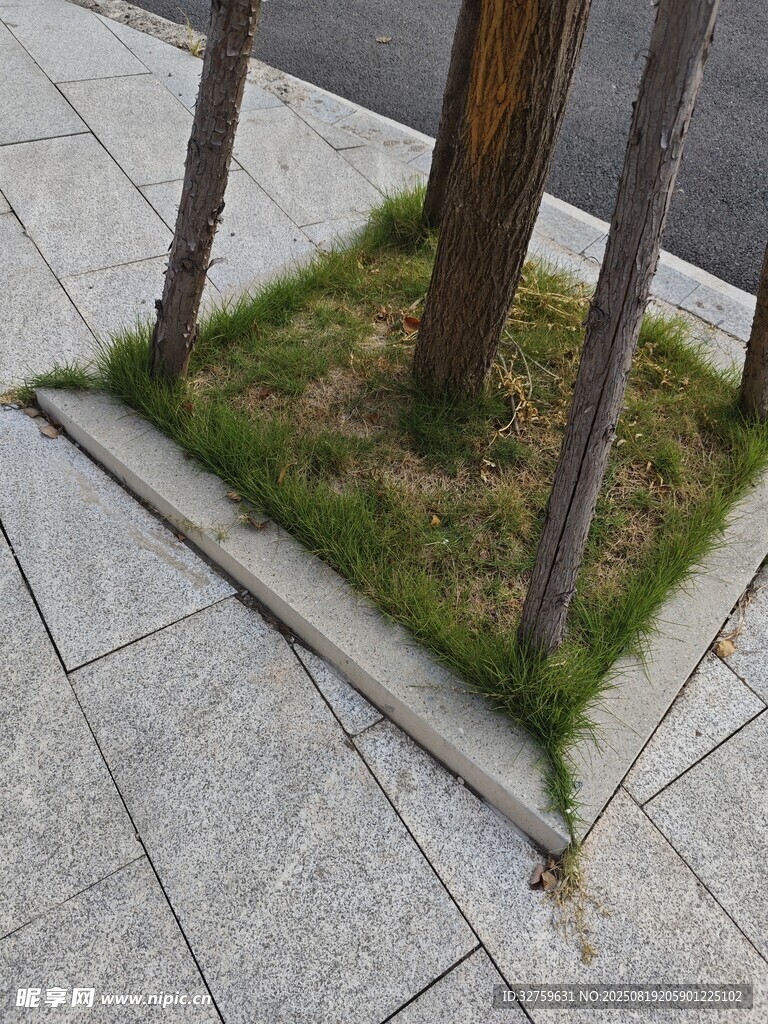 街边树下的小片绿地
