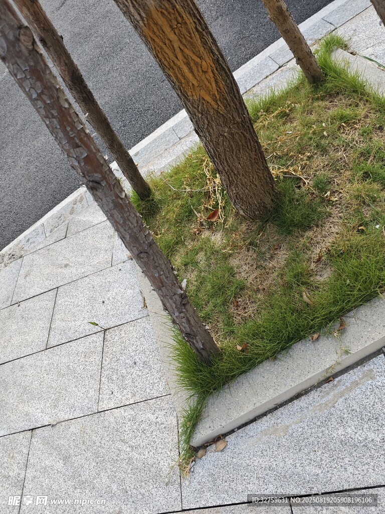 街边树根处长出的嫩绿小草