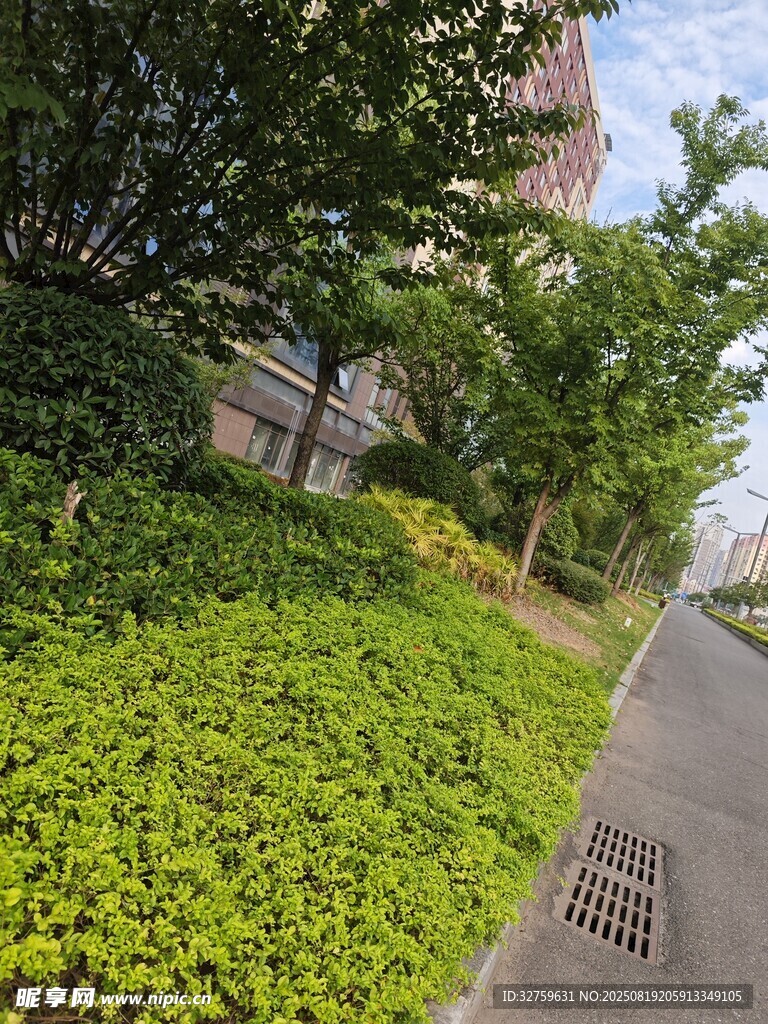 城市路边的翠绿植物景观