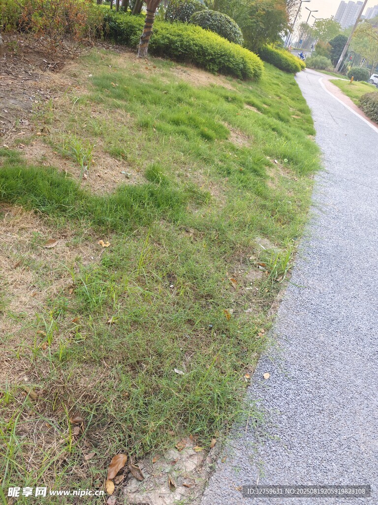 路边草地与小径景观