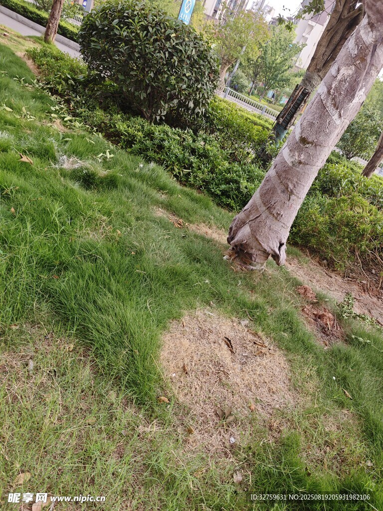 树下斑秃草地景观