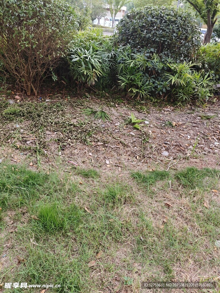 户外草地与灌木丛场景
