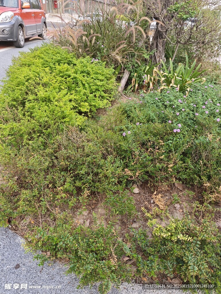 路边繁茂绿植景观