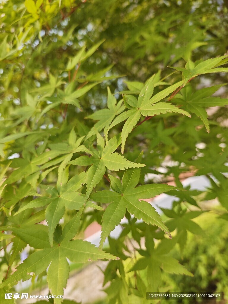 嫩绿枫叶枝头展