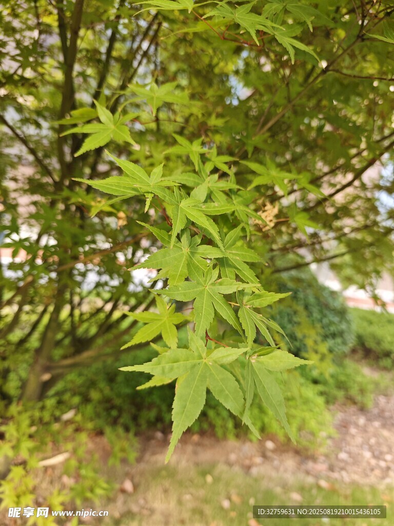 嫩绿枫叶于林间舒展