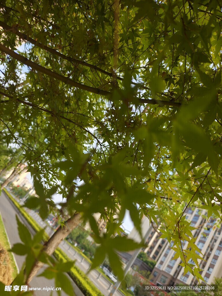 透过枝叶看城市建筑