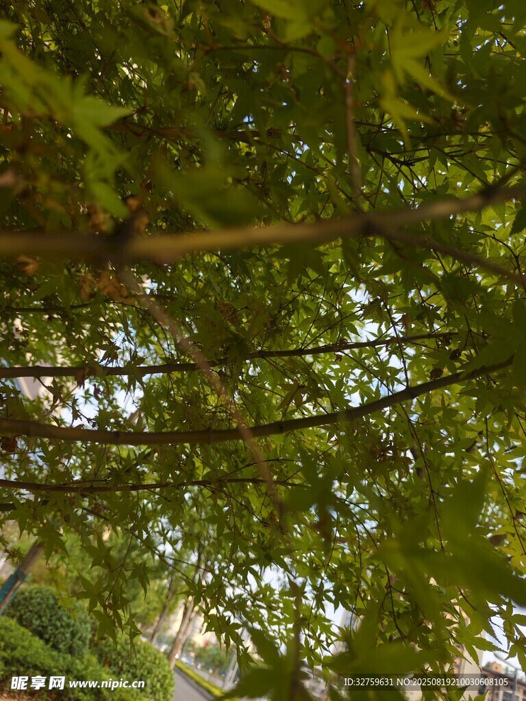 繁茂枝叶下的自然景致