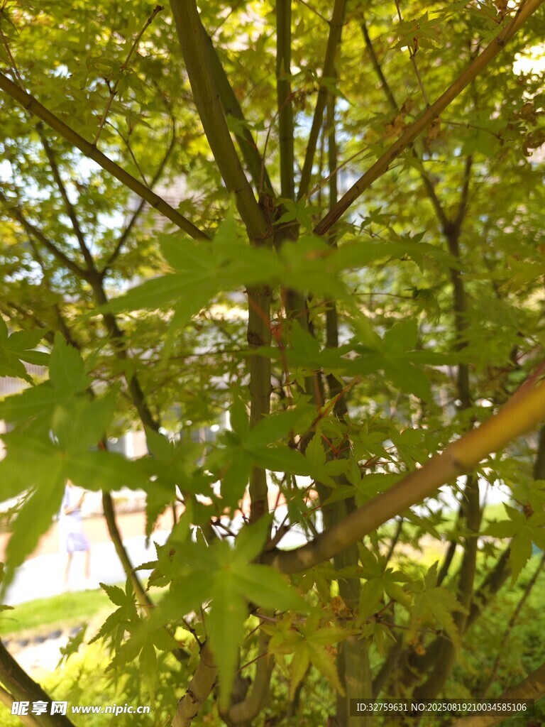 阳光洒落的繁茂绿树