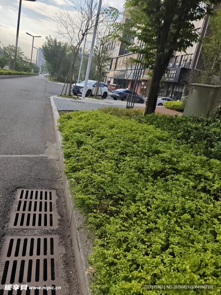 路边绿植与排水口景观