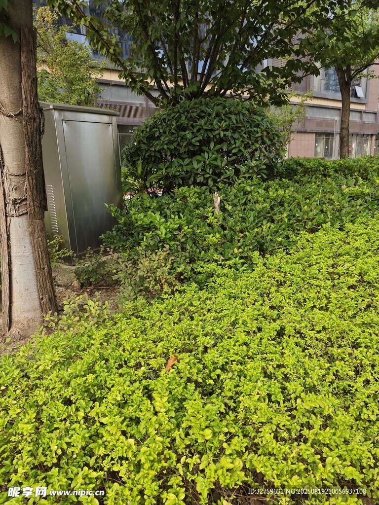绿意盎然的庭院植物景观