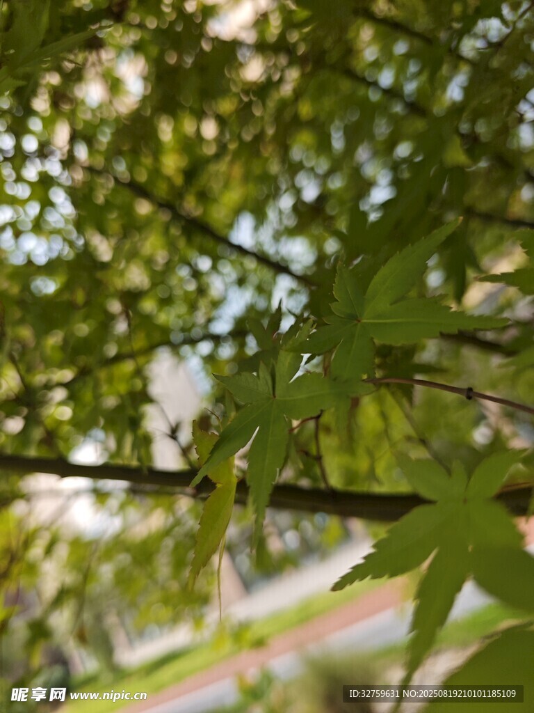 阳光下的翠绿枫叶