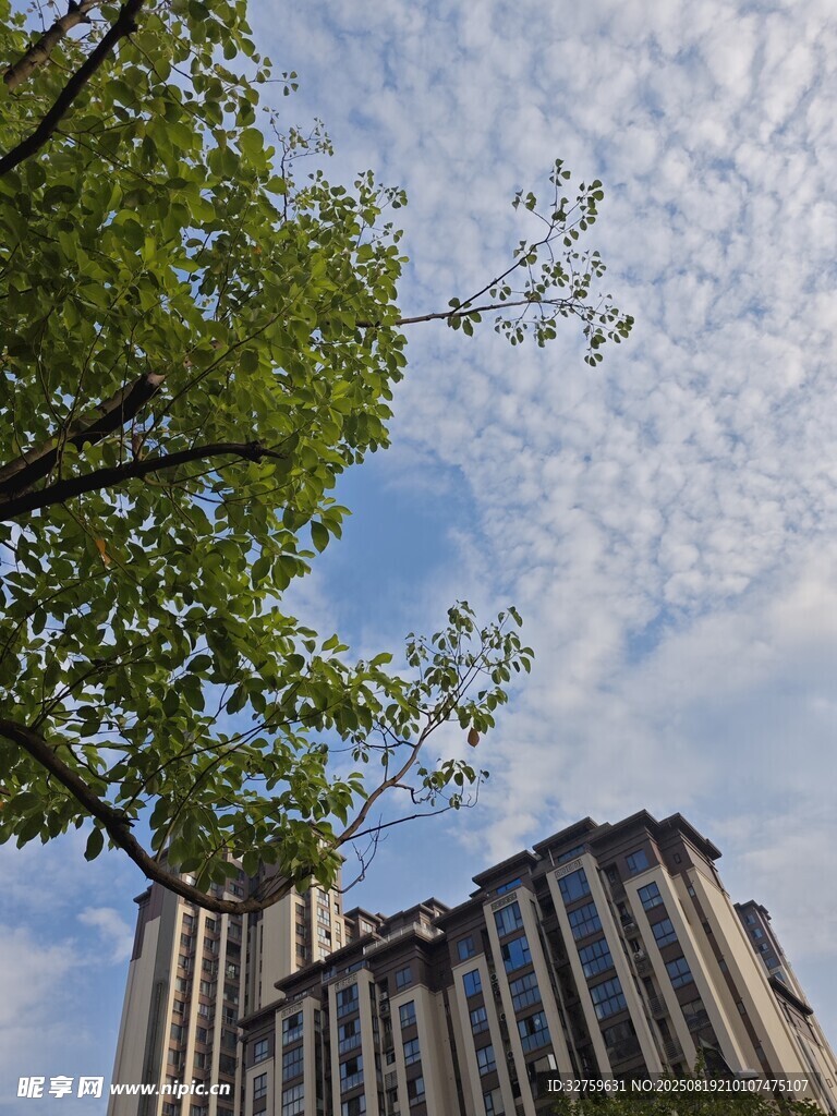 绿树掩映下的高楼大厦