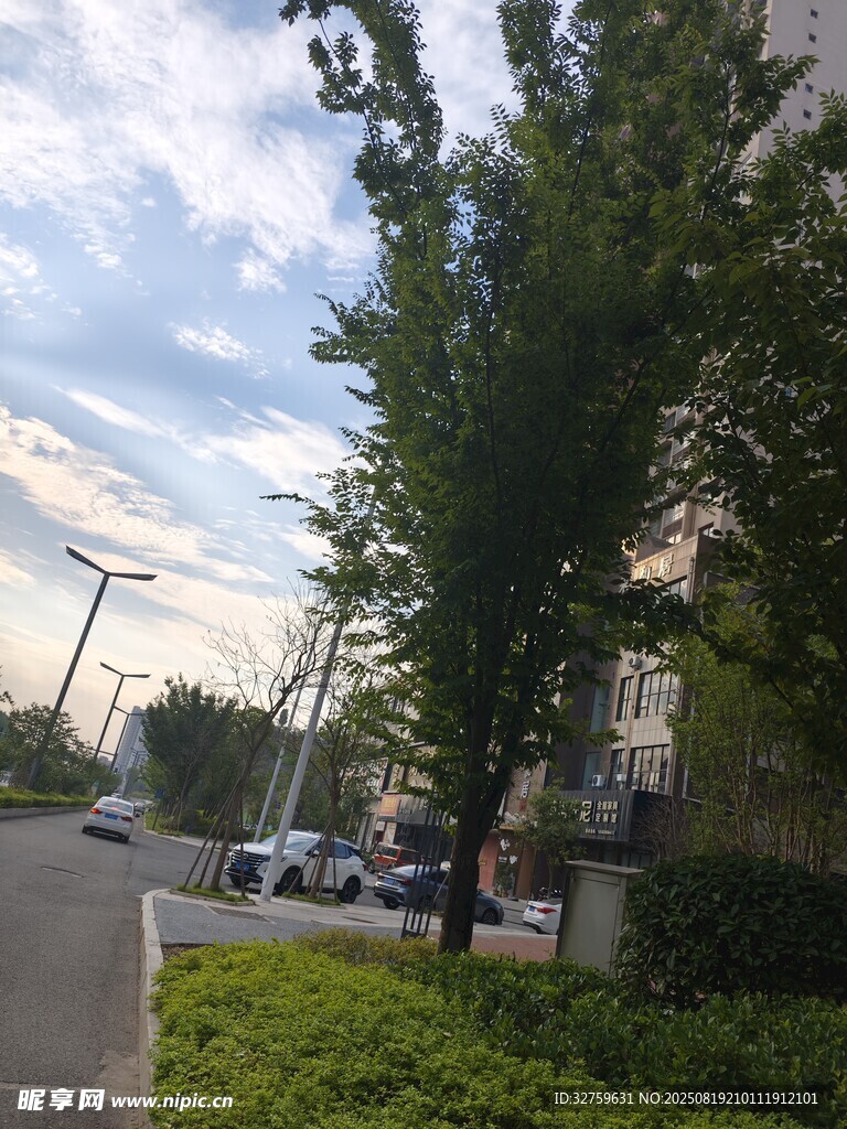城市街道旁的绿树与车辆