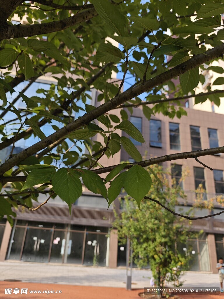 透过枝叶看街边建筑