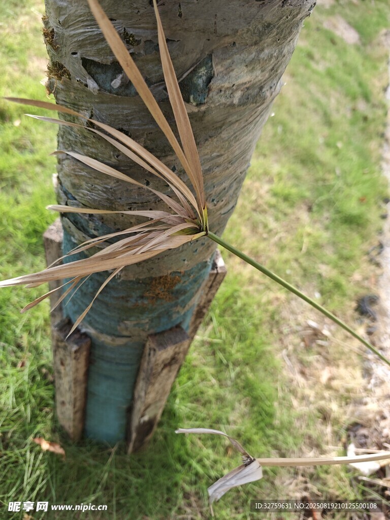 树干基部的蓝色装置