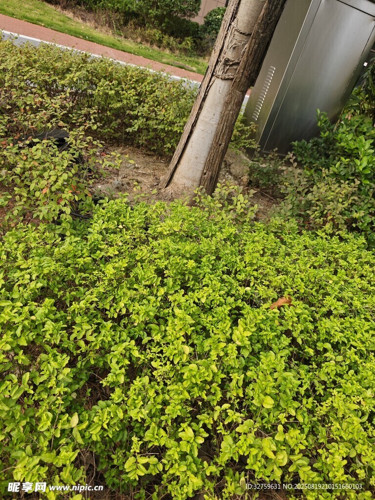 翠绿繁茂的地面绿植景观
