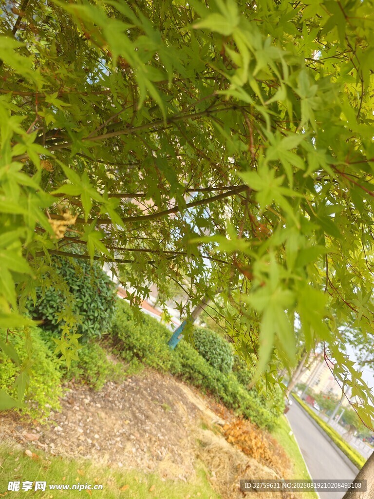 绿叶繁茂的树木景观